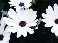 white-1